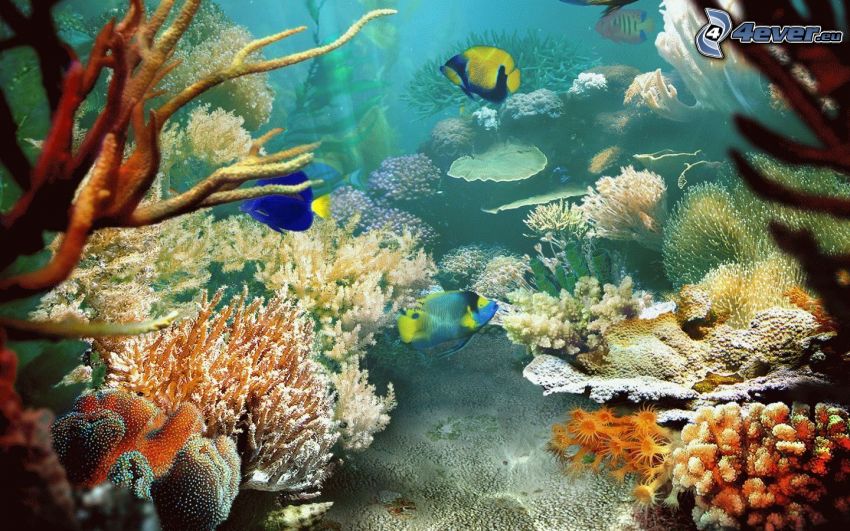 peces de colores, corales marinos