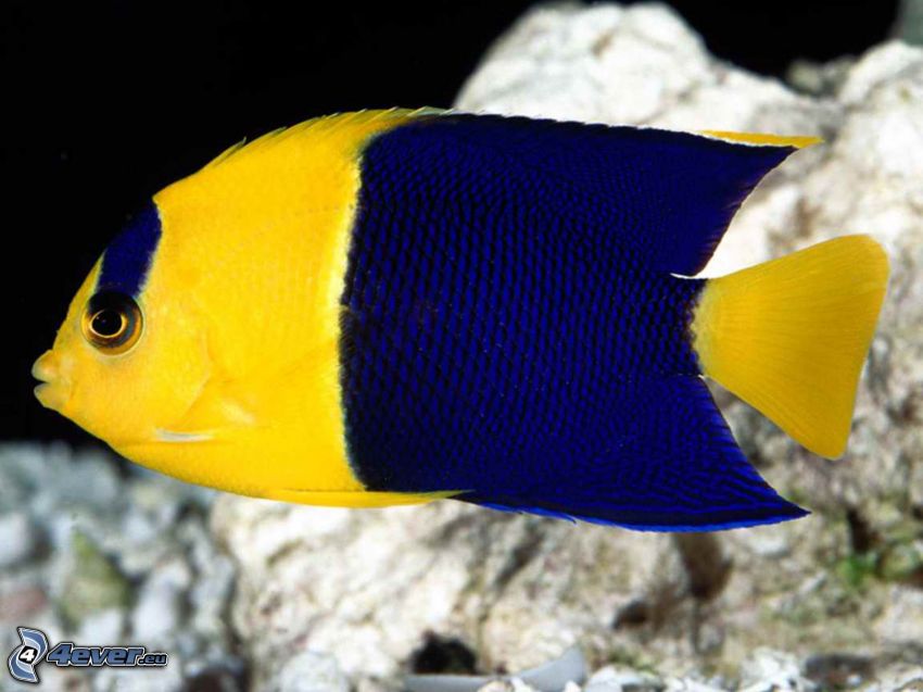 pez azul y amarillo