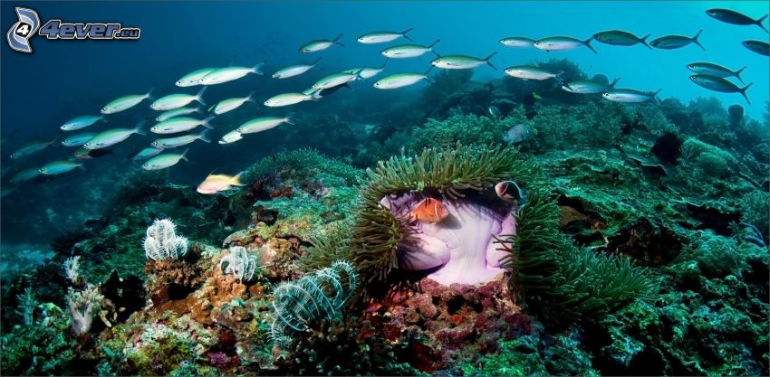 pez coral, corales marinos