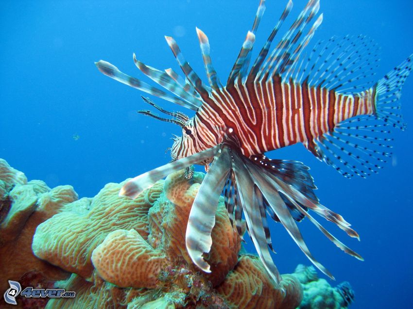 pez coral