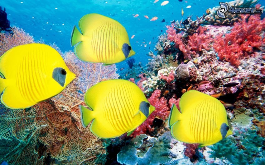 pez coral
