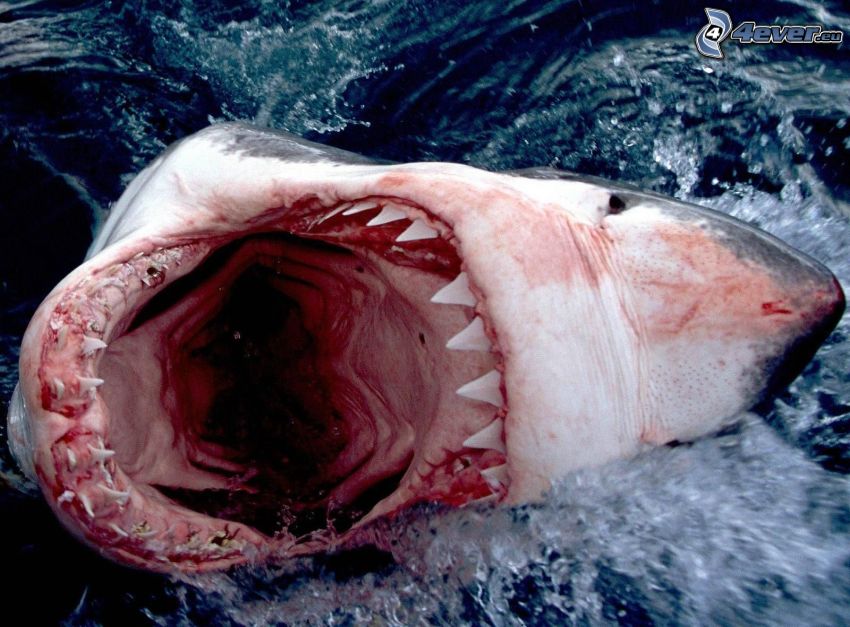 tiburón, morro, dientes, agua