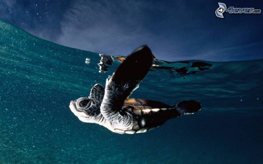 tortuga marina, cachorro, agua