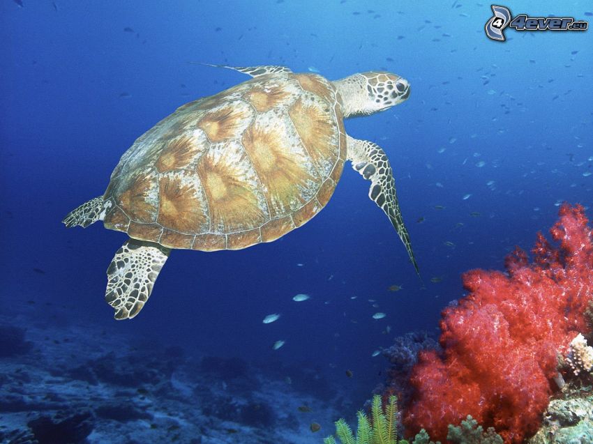 tortuga marina, corales marinos, mar