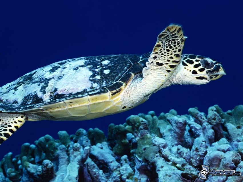 tortuga marina, fondo del mar, corales marinos