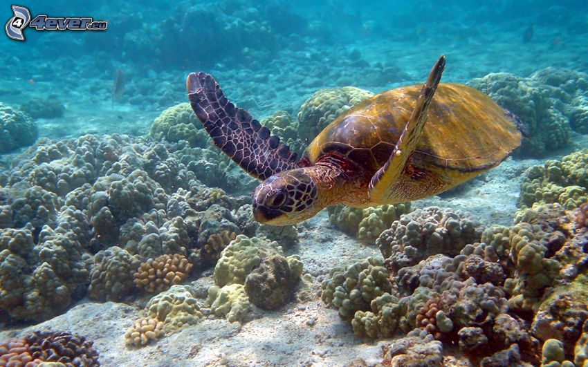 tortuga marina, fondo del mar