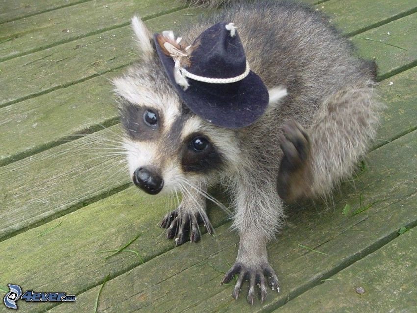 mapache, sombrero