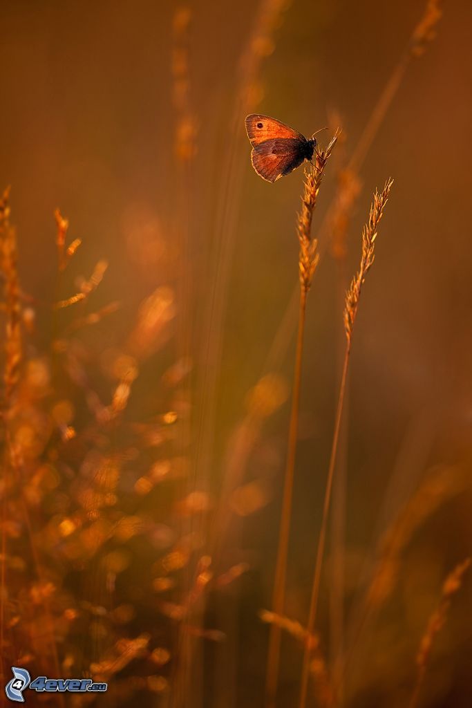 mariposa, paja de hierba