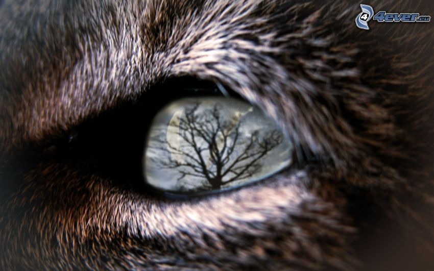 ojo, lobo, reflejo, silueta de un árbol