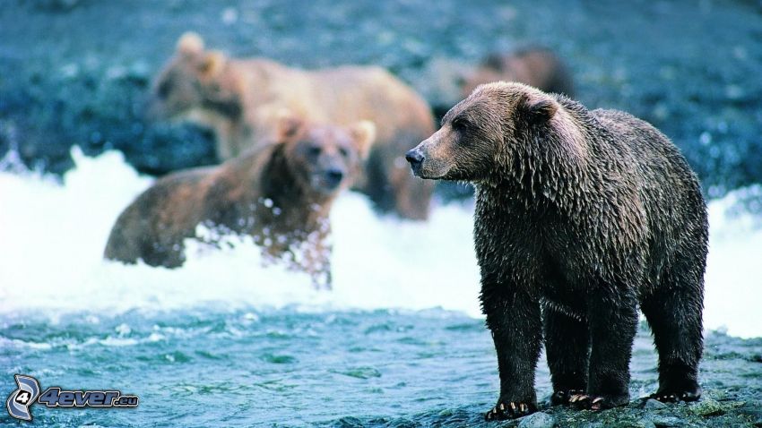 osos, río