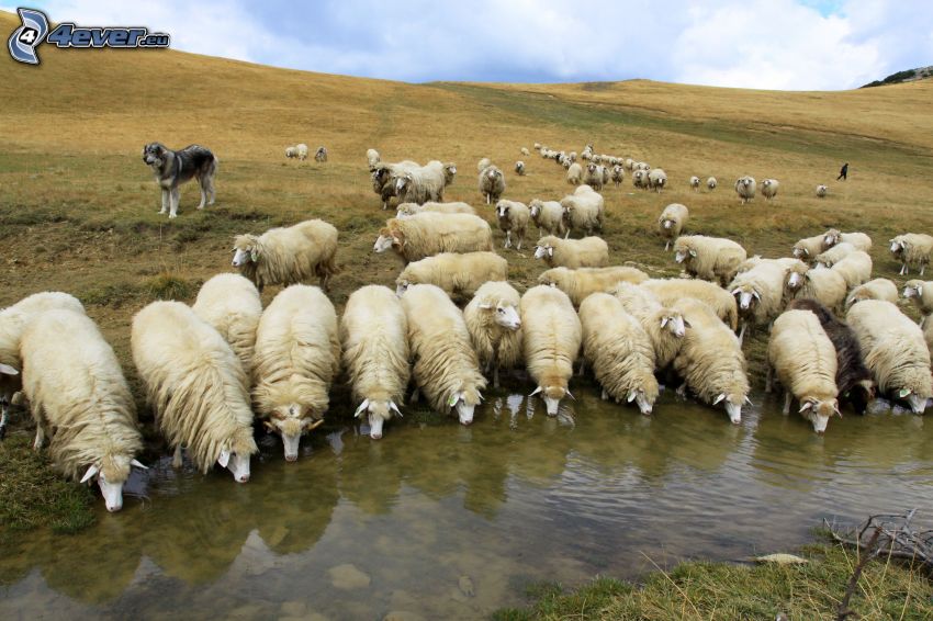 ovejas, agua, prado