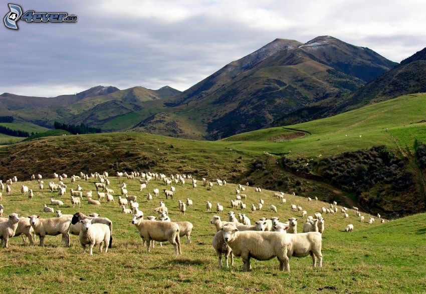ovejas, colina, prados