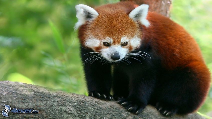 panda roja