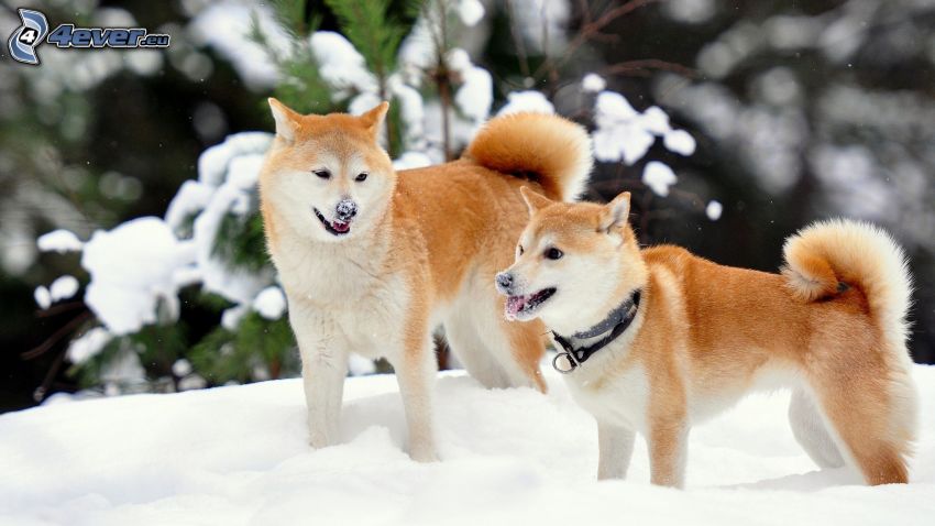 Akita Inu, cachorros, nieve
