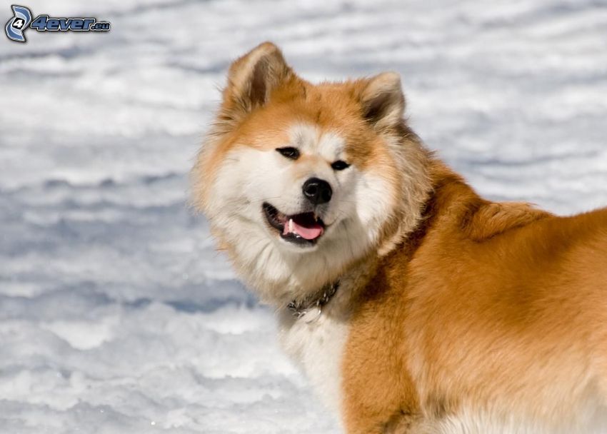 Akita Inu, nieve