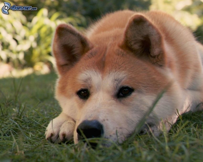 Akita Inu, perro en la hierba, mirada de perro