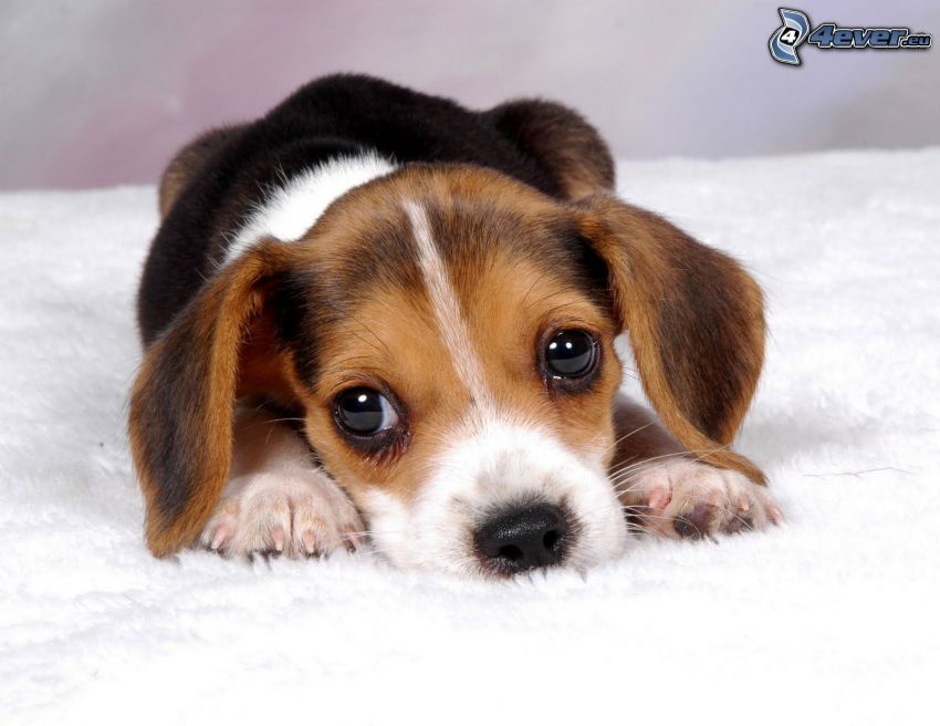 beagle, cachorro