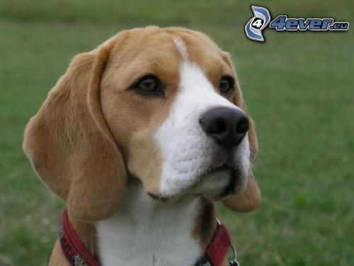 beagle, collar