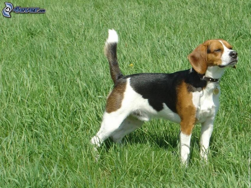 beagle, hierba