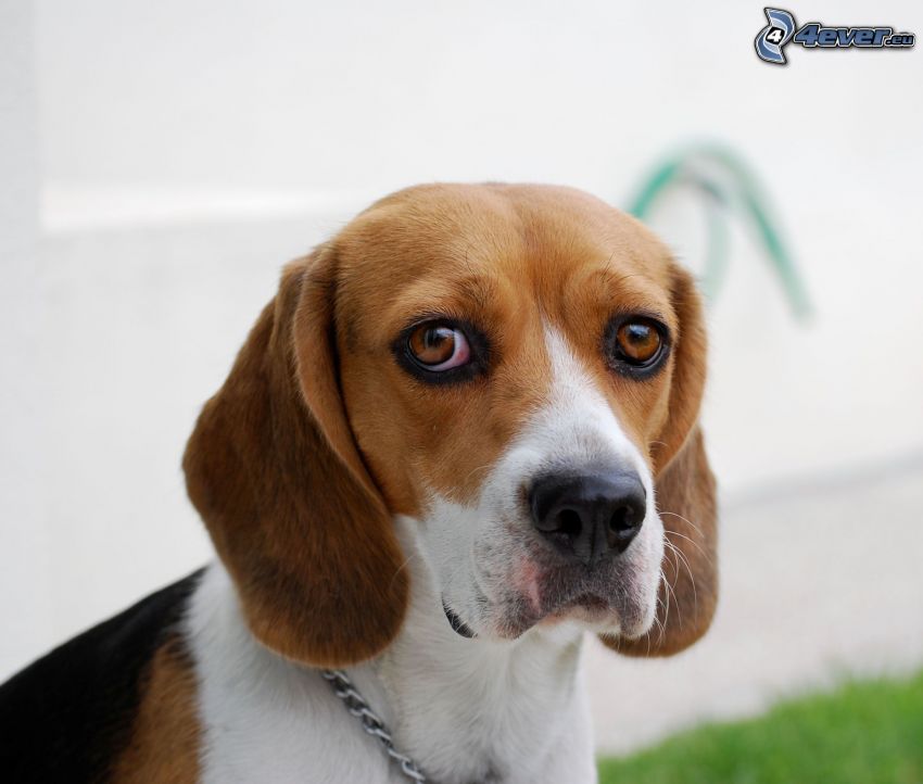 beagle, mirada de perro