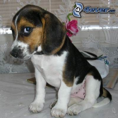 beagle cachorro, hembra