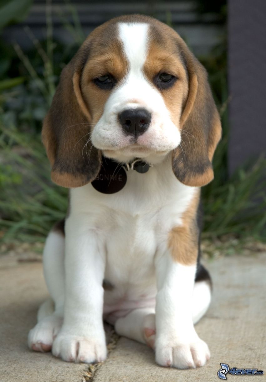beagle cachorro