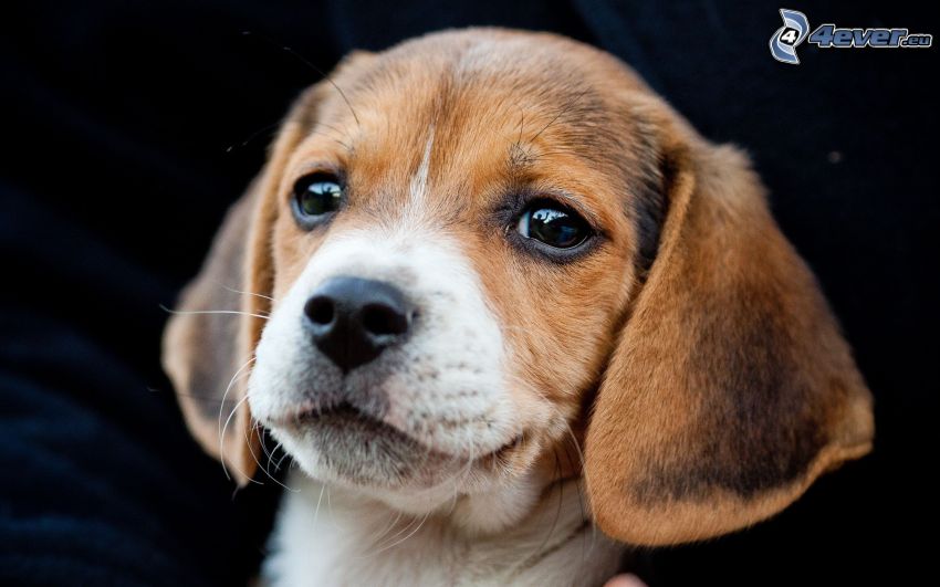 beagle cachorro