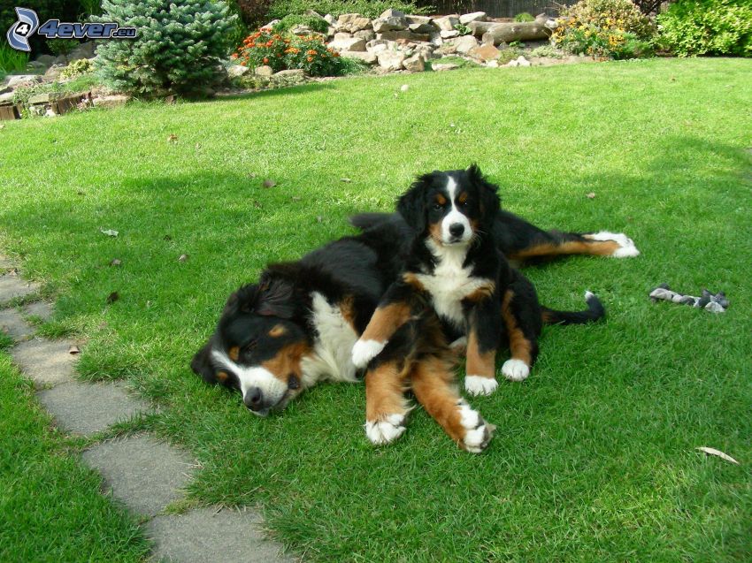 Bernese Mountain Dogs, cachorro