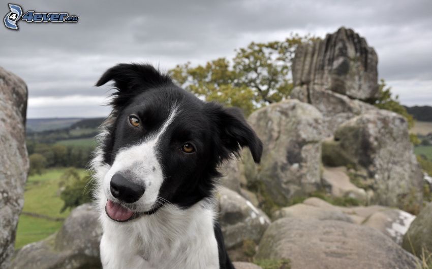 Border collie, mirada de perro, rocas
