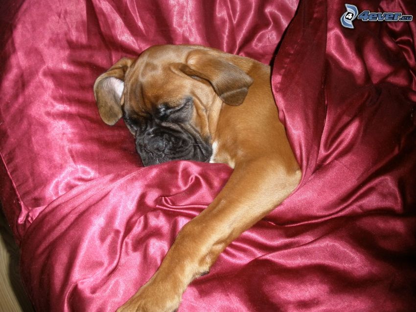 Boxer, perro durmiendo, almohadas