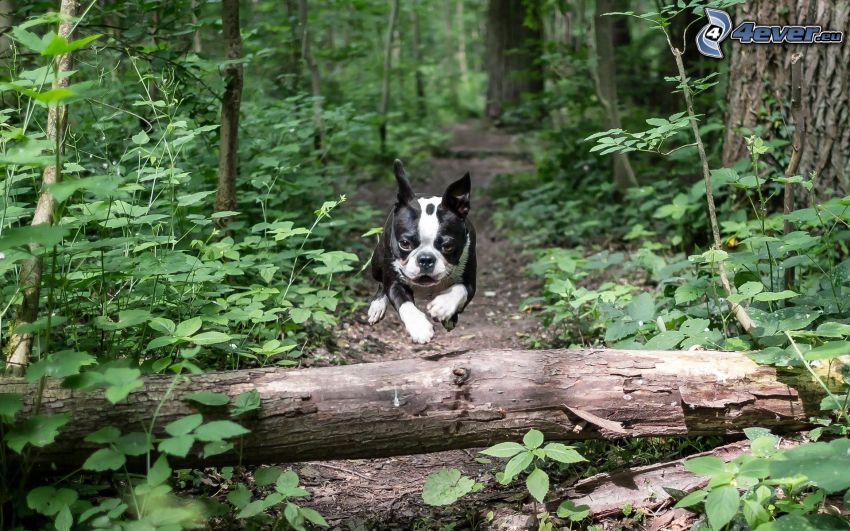 bulldog francés, madera, salto, bosque