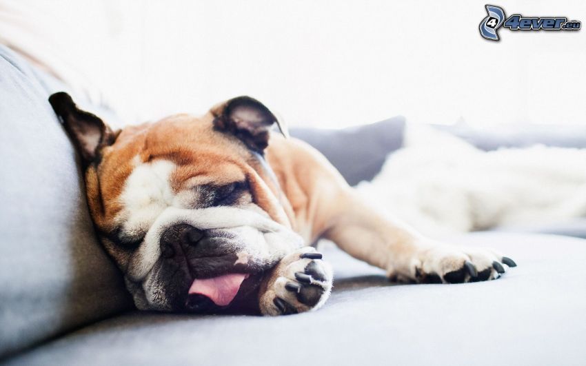 Bulldog Inglés, perro durmiendo