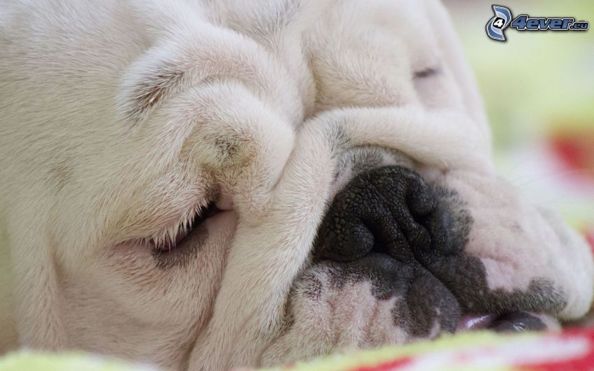 Bulldog Inglés, perro durmiendo