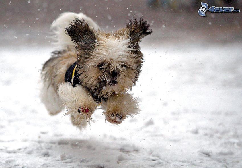cabeludo Yorkshire Terrier, nieve