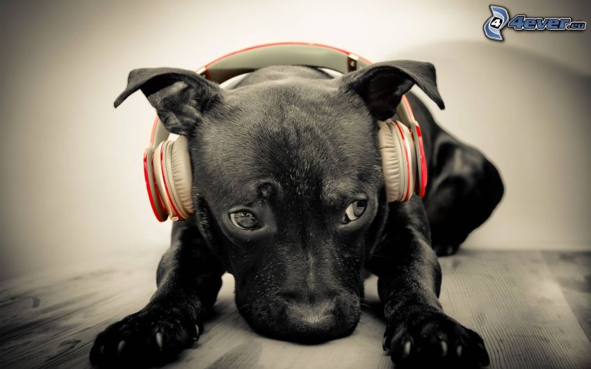 cachorro, auriculares