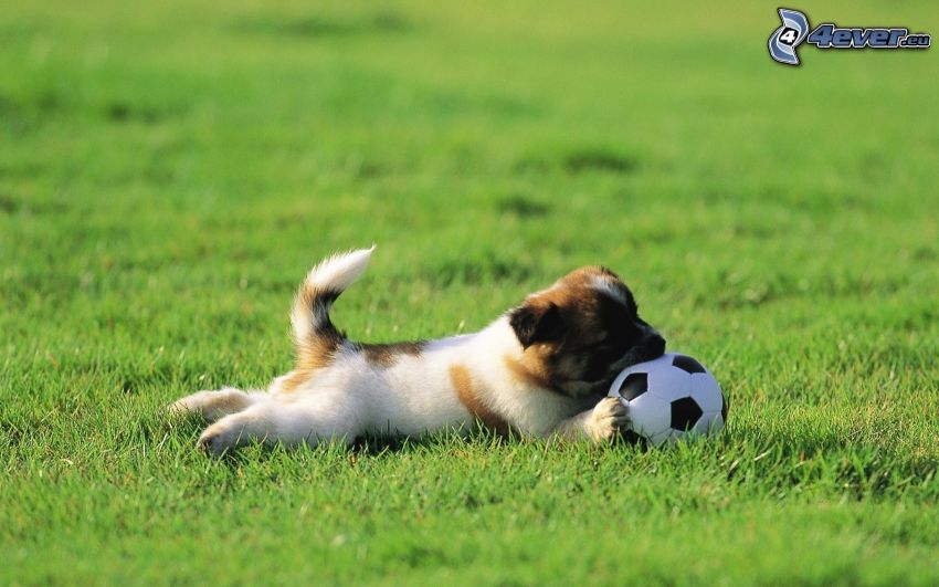 cachorro, balón de fútbol, hierba