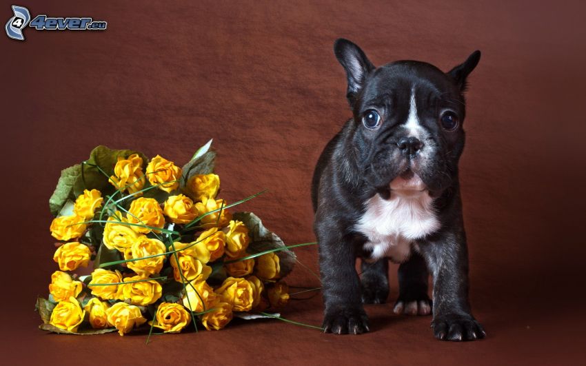cachorro, rosas amarillas