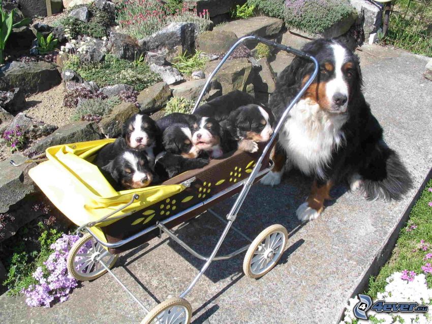 Cachorro Boyero de Berna, Bernese Mountain Dogs, coche de niño