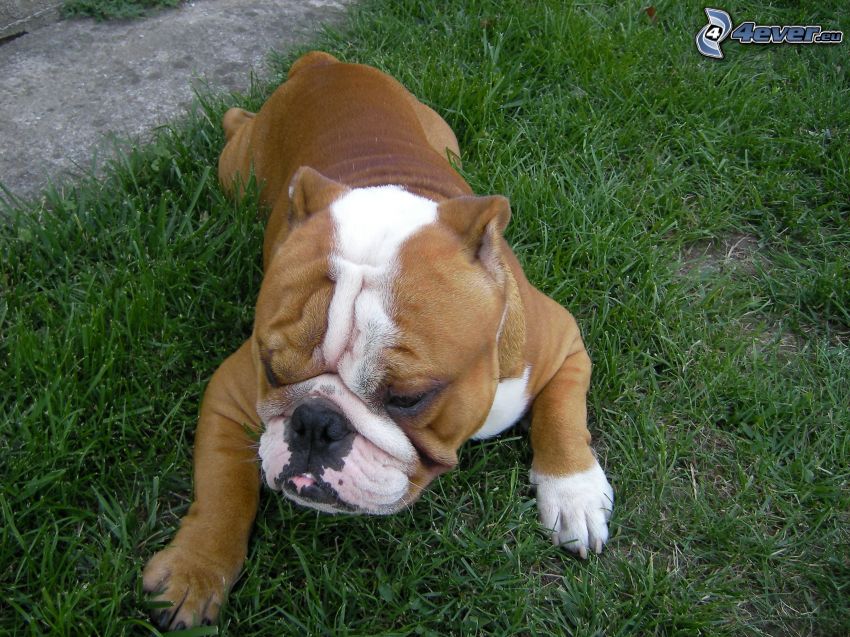 cachorro de boxer, el perrito en hierba
