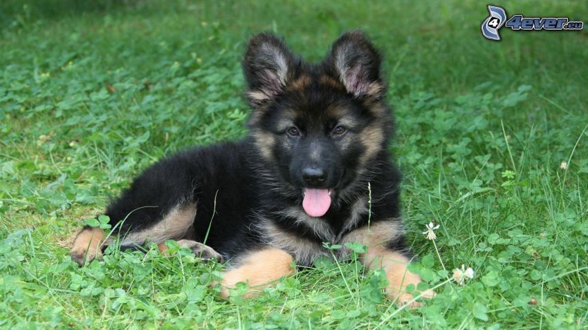 cachorro de pastor alemán, perrito en hierba