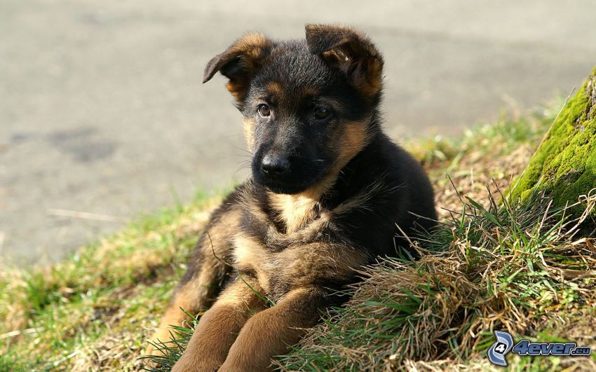 cachorro de pastor alemán