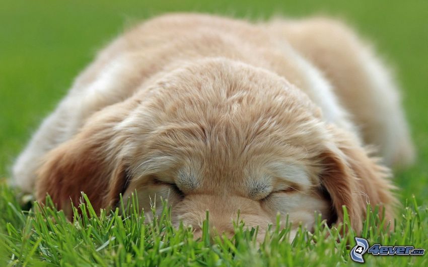 cachorro durmiendo, perrito en hierba