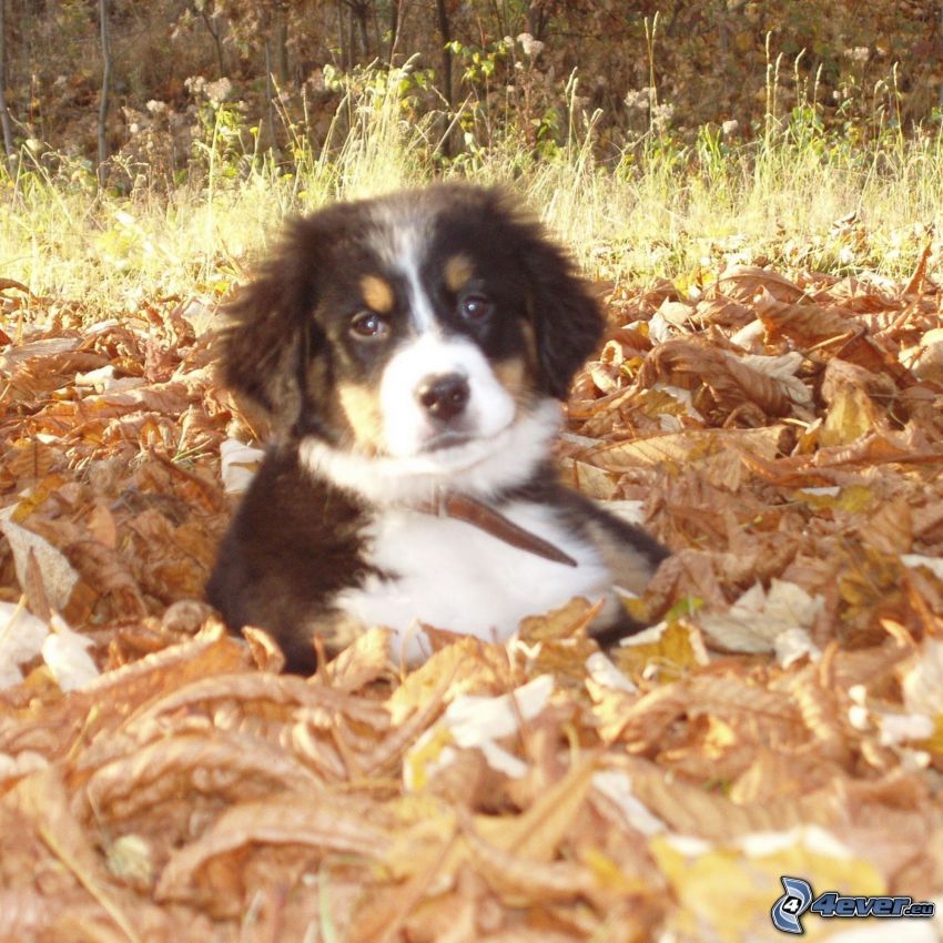cachorro en las hojas, Boyero de Berna