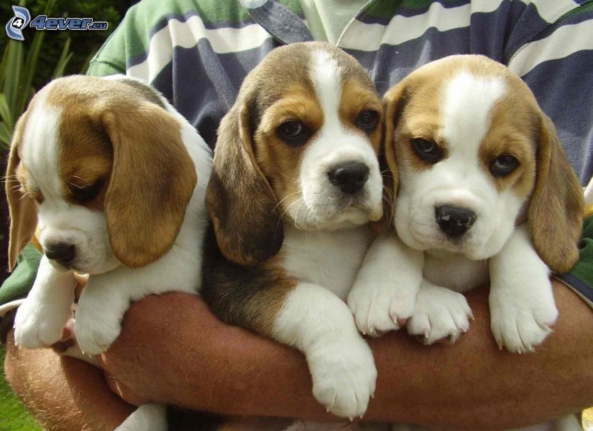 cachorros beagle, manos