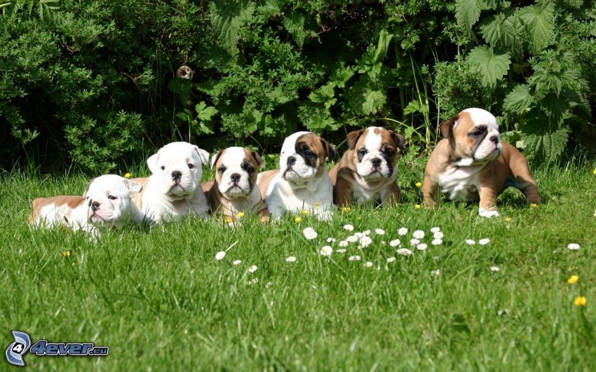 cachorros de Bulldog, hierba verde