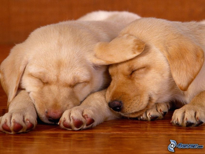 cachorros durmiendo, Labrador
