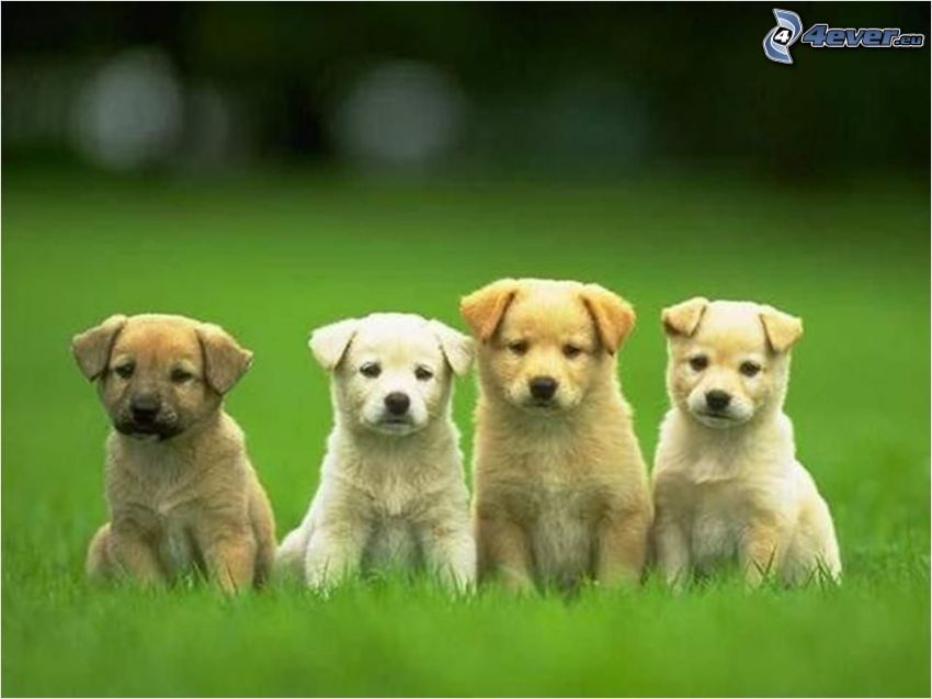 cachorros en la hierba