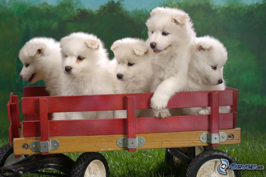 cachorros en una camioneta