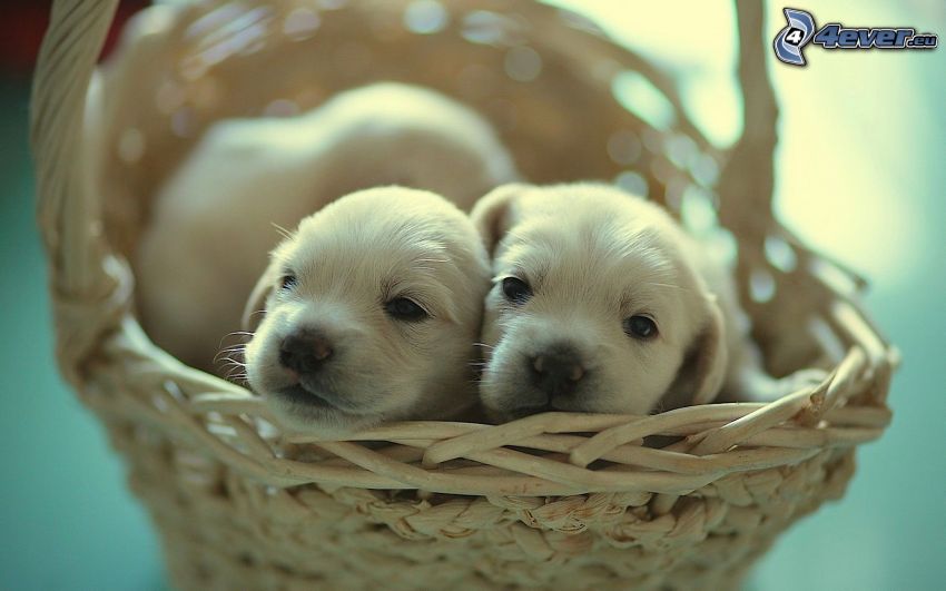 cachorros en una cesta