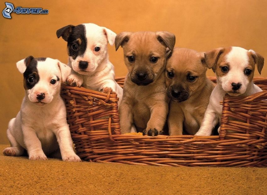 cachorros en una cesta